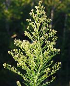 Conyza canadensis thumbnail