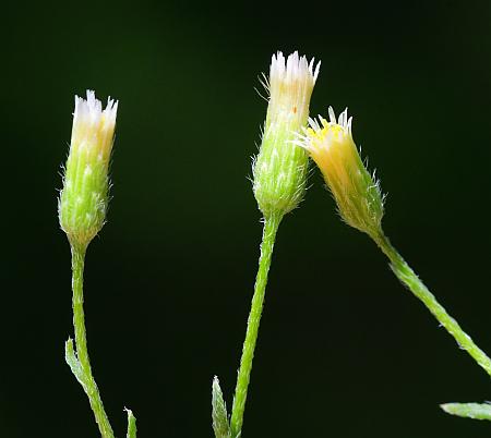 Conyza_ramosissima_heads.jpg