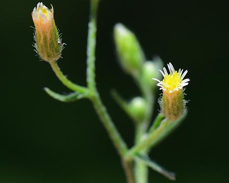 Conyza_ramosissima_heads4.jpg