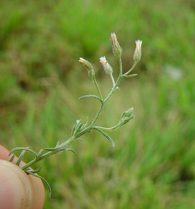 Conyza_ramosissima_inflorescence.jpg