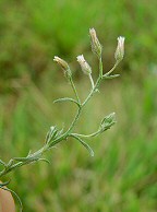 Conyza ramosissima thumbnail