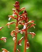 Corallorhiza wisteriana thumbnail