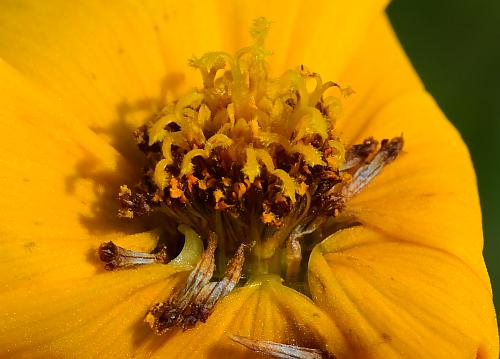 Coreopsis_grandiflora_florets.jpg