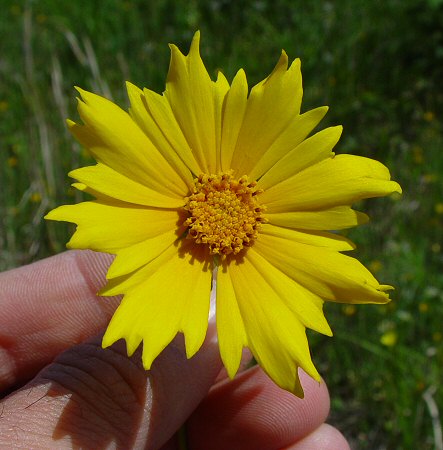 Coreopsis_grandiflora_flowers.jpg