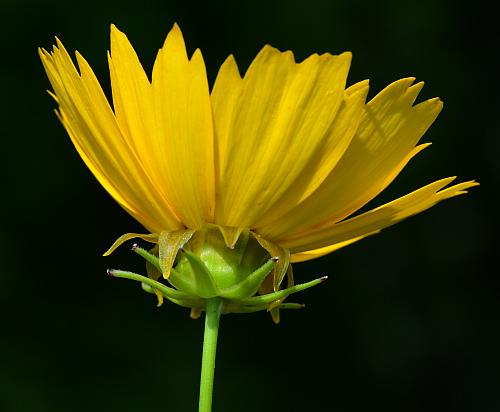 Coreopsis_grandiflora_head.jpg