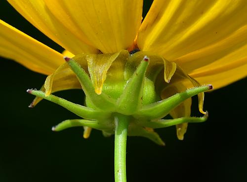 Coreopsis_grandiflora_involucre.jpg