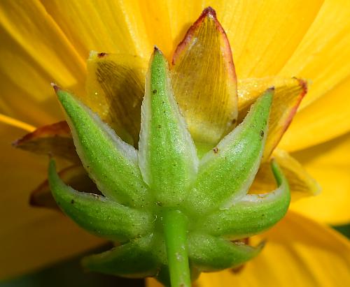 Coreopsis_grandiflora_involucre2.jpg