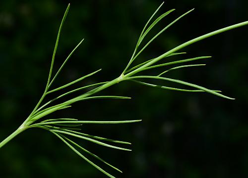 Coreopsis_grandiflora_leaves.jpg