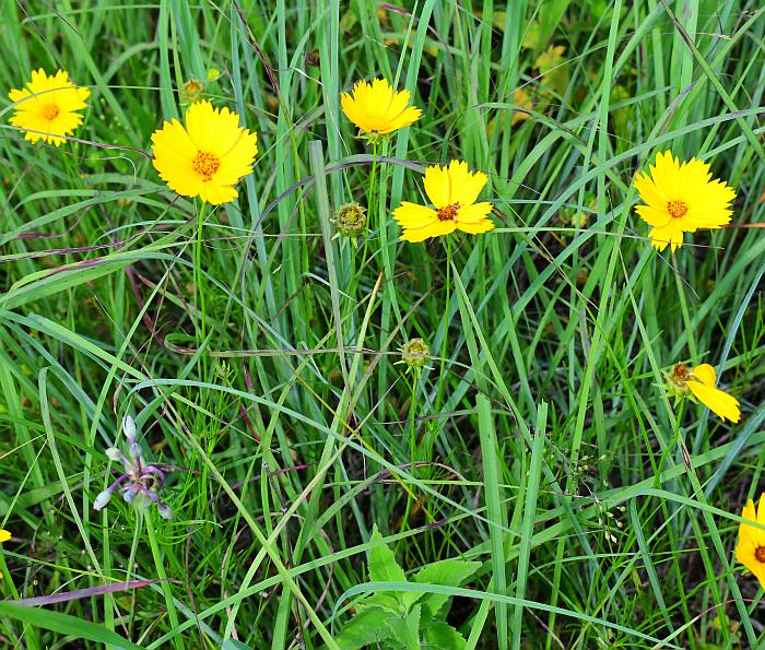 Coreopsis_grandiflora_plant.jpg