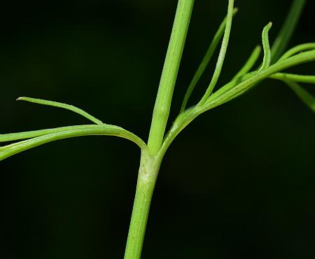 Coreopsis_grandiflora_stem.jpg