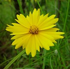 Coreopsis grandiflora thumbnail