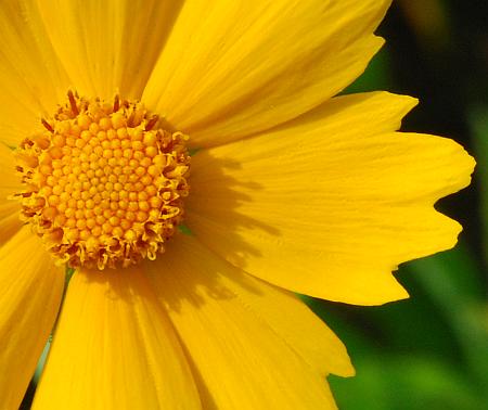 Coreopsis_lanceolata_florets.jpg