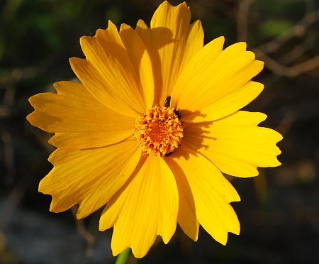 Coreopsis_lanceolata_head.jpg