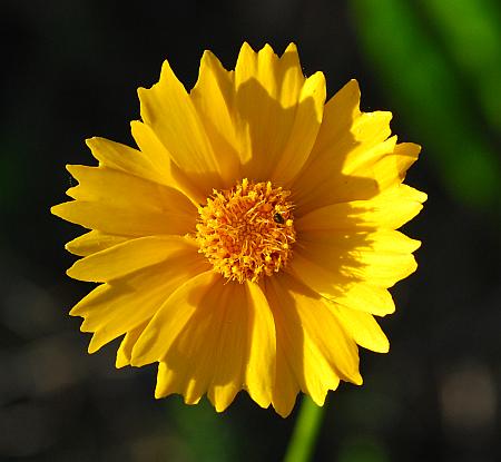 Coreopsis_lanceolata_head2.jpg