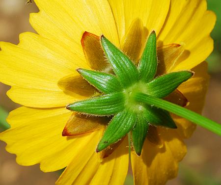 Coreopsis_lanceolata_involucre2.jpg