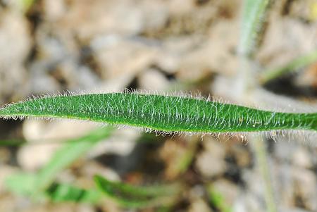 Coreopsis_lanceolata_leaf.jpg