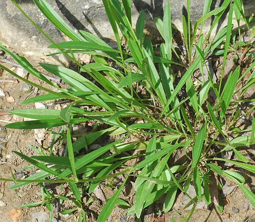 Coreopsis_lanceolata_leaves.jpg