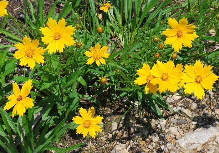 Coreopsis_lanceolata_plant2.jpg