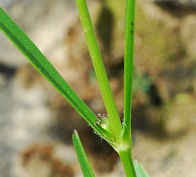 Coreopsis_lanceolata_stem3.jpg