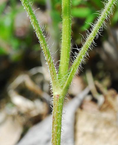 Coreopsis_lanceolata_stem4.jpg