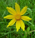 Coreopsis lanceolata thumbnail