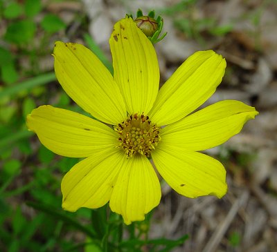 Coreopsis_palmata_flowers.jpg