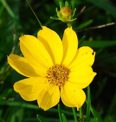 Coreopsis_palmata_head.jpg