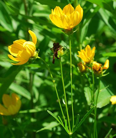 Coreopsis_palmata_inflorescence.jpg