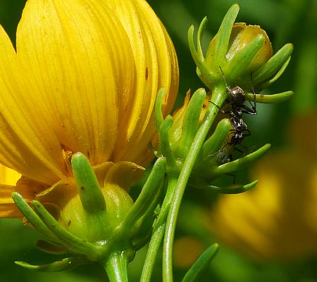 Coreopsis_palmata_involucres.jpg