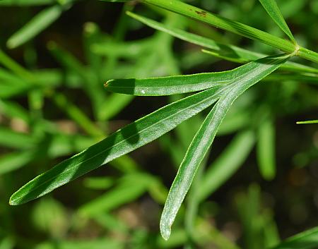 Coreopsis_palmata_leaf1.jpg