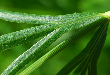 Coreopsis_palmata_leaf2.jpg