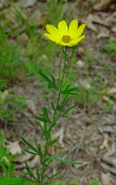 Coreopsis_palmata_plant.jpg