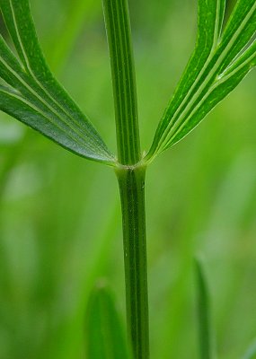 Coreopsis_palmata_stem.jpg