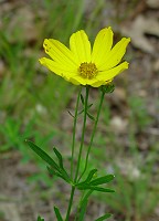 Coreopsis palmata thumbnail