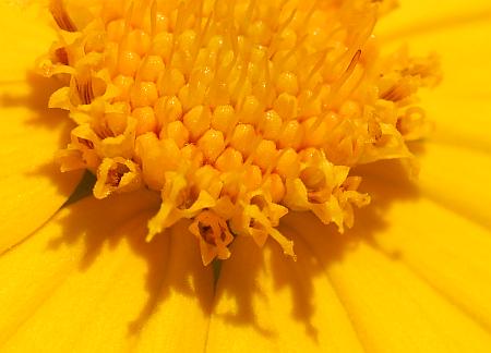 Coreopsis_pubescens_florets.jpg