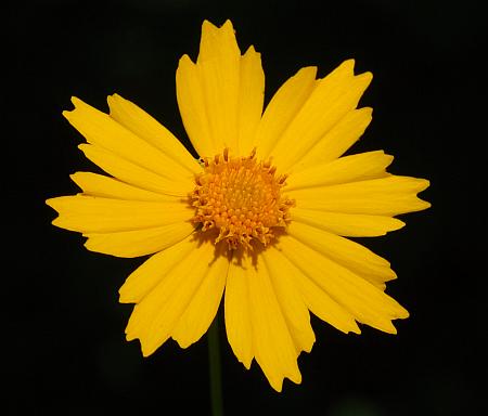 Coreopsis_pubescens_head.jpg