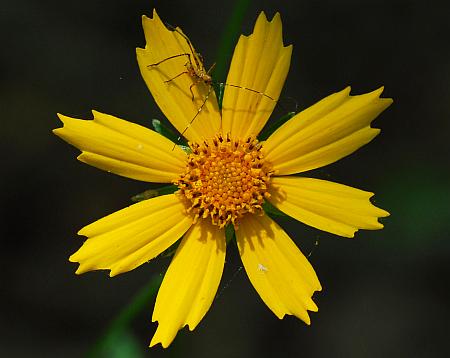 Coreopsis_pubescens_head2.jpg