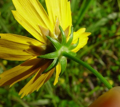 Coreopsis_pubescens_involucre.jpg