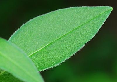 Coreopsis_pubescens_leaf1.jpg