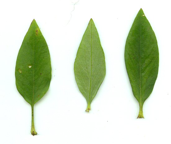 Coreopsis_pubescens_leaves.jpg