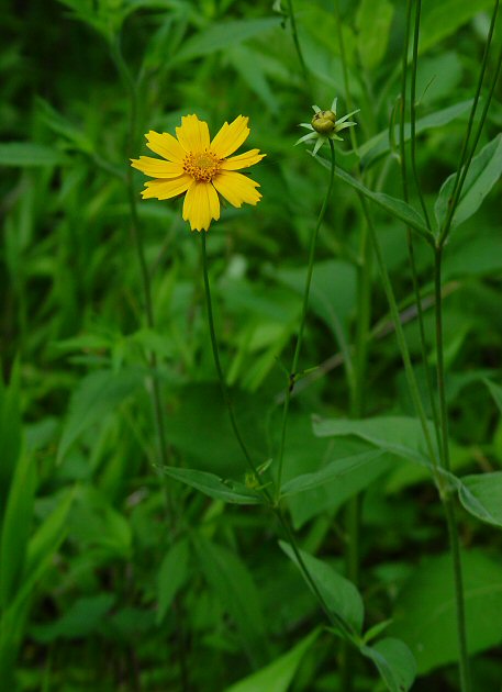 Coreopsis_pubescens_plant.jpg