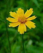 Coreopsis pubescens thumbnail