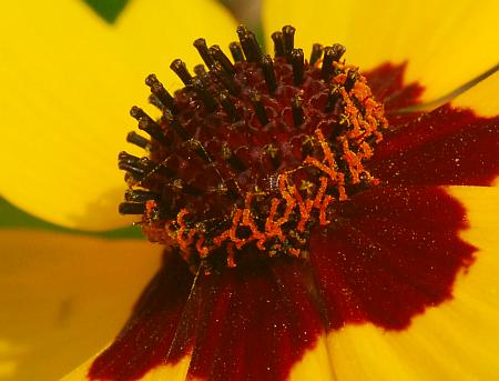 Coreopsis_tinctoria_florets.jpg