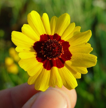 Coreopsis_tinctoria_flower.jpg