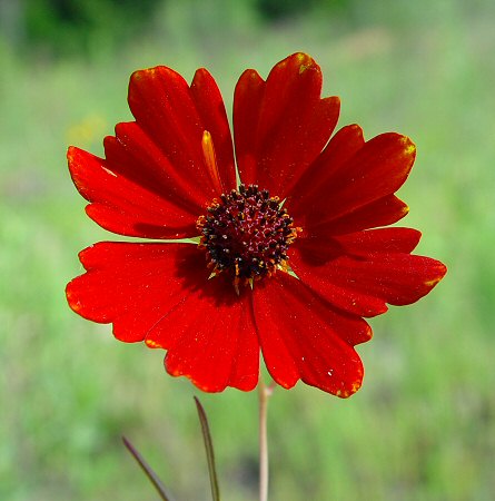 Coreopsis_tinctoria_flower2.jpg