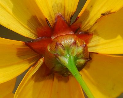 Coreopsis_tinctoria_involucre2.jpg