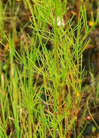 Coreopsis_tinctoria_leaves.jpg