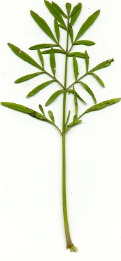 Coreopsis_tinctoria_lower_leaf.jpg