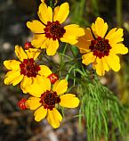 Coreopsis tinctoria thumbnail