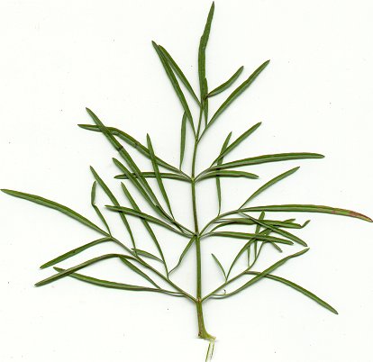 Coreopsis_tinctoria_upper_leaf.jpg